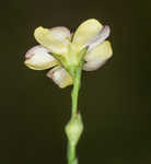 Stiff yellow flax